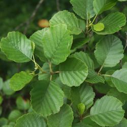 Alnus glutinosa (European Black Alder), leaf, summer