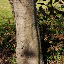 Alnus hirsuta (Manchurian Alder), bark, trunk