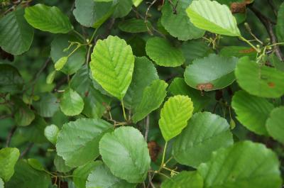 Alnus glutinosa (European Black Alder), leaf, new