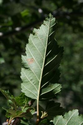 Alnus incana subsp. tenuifolia (Thin-leaved Alder), leaf, lower surface