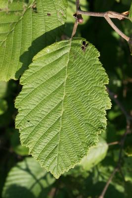 Alnus incana subsp. rugosa (Speckled Alder), leaf, upper surface