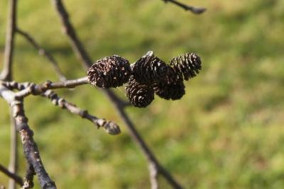 Alnus sibirica (Siberian Alder), fruit, mature
