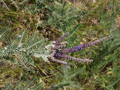 Amorpha canescens (Leadplant), habit, summer, inflorescence