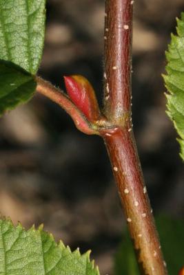 Alnus viridis subsp. crispa (American Green Alder), bud, lateral