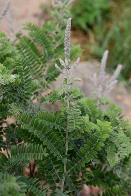 Amorpha canescens (Leadplant), inflorescence