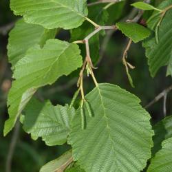 Alnus incana subsp. rugosa (Speckled Alder), leaf, summer, bud, flower