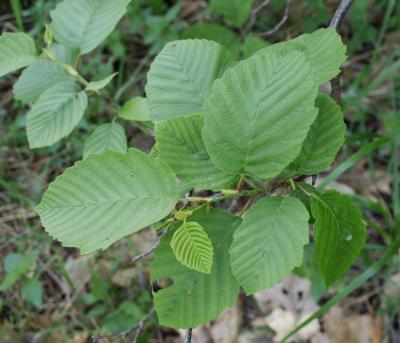 Alnus incana subsp. rugosa (Speckled Alder), leaf, spring