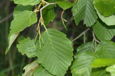 Alnus incana subsp. rugosa (Speckled Alder), leaf, summer, bud, flower