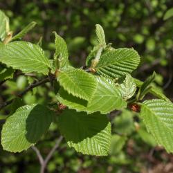Alnus incana subsp. rugosa (Speckled Alder), leaf, spring