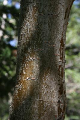 Alnus incana subsp. tenuifolia (Thin-leaved Alder), bark, trunk