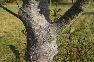 Alnus sibirica (Siberian Alder), bark, trunk