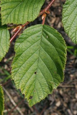 Alnus viridis subsp. crispa (American Green Alder), leaf, upper surface