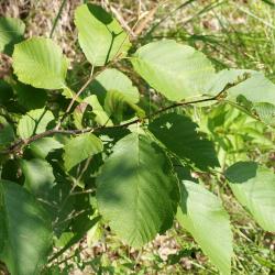Alnus incana subsp. rugosa (Speckled Alder), leaf, summer