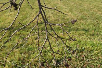 Alnus sibirica (Siberian Alder), bark, twig