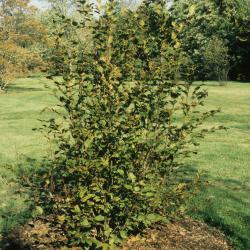 Alnus viridis subsp. crispa (American Green Alder), habit, fall