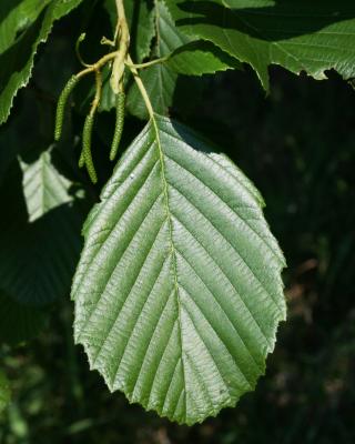 Alnus incana subsp. rugosa (Speckled Alder), leaf, upper surface