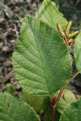 Alnus viridis subsp. crispa (American Green Alder), leaf, upper surface