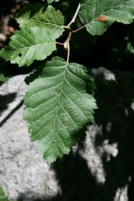 Alnus incana subsp. tenuifolia (Thin-leaved Alder), leaf, upper surface