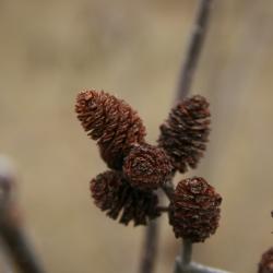 Alnus incana subsp. rugosa (Speckled Alder), infructescence, fruit, mature