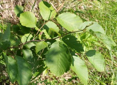 Alnus incana subsp. rugosa (Speckled Alder), leaf, summer