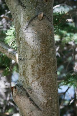 Alnus incana subsp. tenuifolia (Thin-leaved Alder), bark, trunk