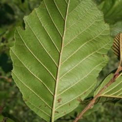 Alnus incana subsp. rugosa (Speckled Alder), leaf, lower surface