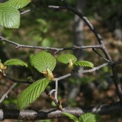 Alnus incana subsp. rugosa (Speckled Alder), leaf, spring, flower, pistillate