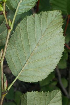 Alnus viridis subsp. crispa (American Green Alder), leaf, lower surface