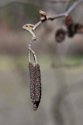 Alnus serrulata (Hazel Alder), inflorescence, staminate