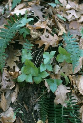 Anemone acutiloba (Sharp-lobed Hepatica), habit, fall
