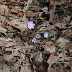 Anemone acutiloba (Sharp-lobed Hepatica), habit, spring, flower, full