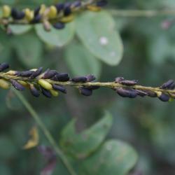 Amorpha fruticosa (Indigo-bush), fruit, mature