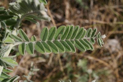 Amorpha canescens (Leadplant), leaf, upper surface