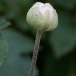 Anemone × hybrida 'Whirlwind' (Whirlwind Japanese Anemone), bud, flower