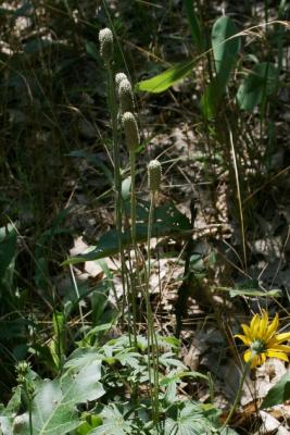 Anemone cylindrica (Thimbleweed), habit, summer