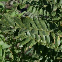 Amorpha fruticosa (Indigo-bush), leaf, upper surface