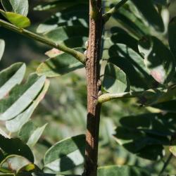 Amorpha fruticosa (Indigo-bush), bark, stem