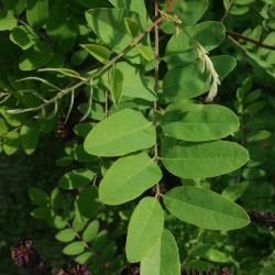 Amorpha fruticosa (Indigo-bush), leaf, upper surface