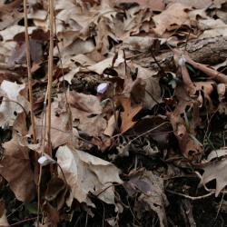 Anemone acutiloba (Sharp-lobed Hepatica), habit, spring