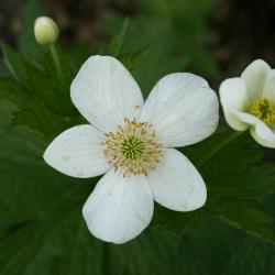 Anemone canadensis (Canada Anemone), flower, full