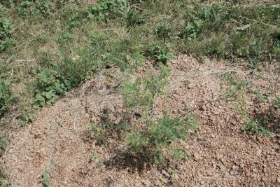 Amorpha nana (Dwarf Indigo-bush), habit, summer