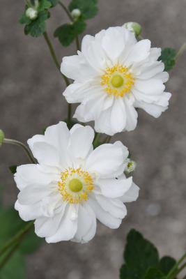 Anemone × hybrida 'Whirlwind' (Whirlwind Japanese Anemone), flower, throat