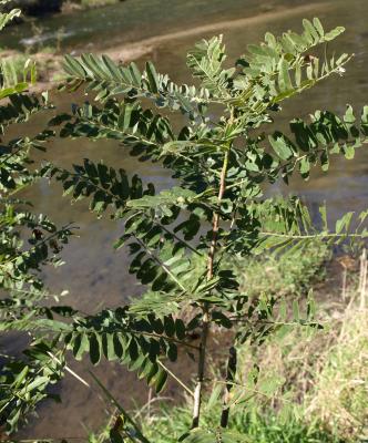 Amorpha fruticosa (Indigo-bush), leaf, summer