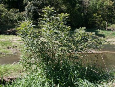 Amorpha fruticosa (Indigo-bush), habitat, habit, summer