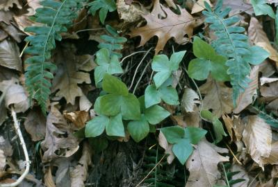 Anemone acutiloba (Sharp-lobed Hepatica), leaf, fall