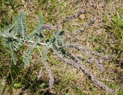 Amorpha canescens (Leadplant), infructescence, habit, summer