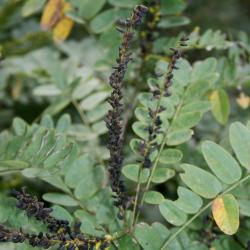Amorpha fruticosa (Indigo-bush), fruit, mature