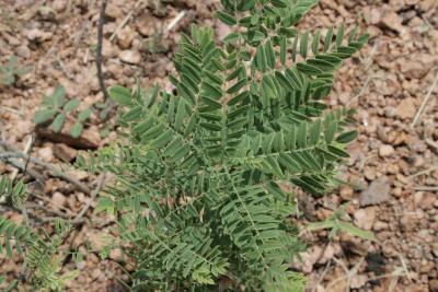 Amorpha nana (Dwarf Indigo-bush), leaf, summer