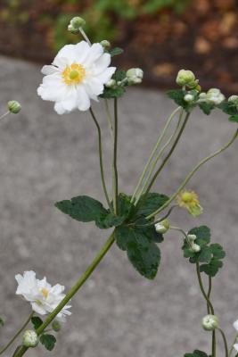 Anemone × hybrida 'Whirlwind' (Whirlwind Japanese Anemone), habit, fall, flower, full