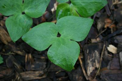 Anemone acutiloba (Sharp-lobed Hepatica), leaf, upper surface